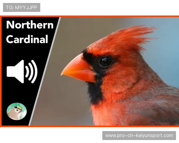 红雀球迷都看麻了，进攻线完全崩盘，红雀是啥